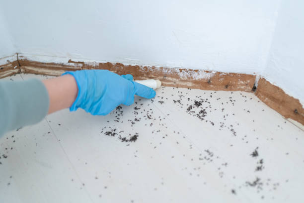 Best Pest Prevention Services  in Kendall West, FL